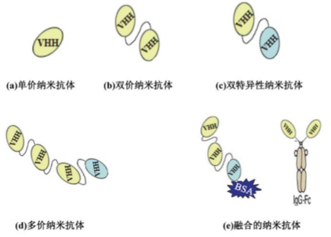 行研 | 納米抗體 – 抗體界的“百變星君”，如何突破抗體藥的激烈重圍？-肽度TIMEDOO